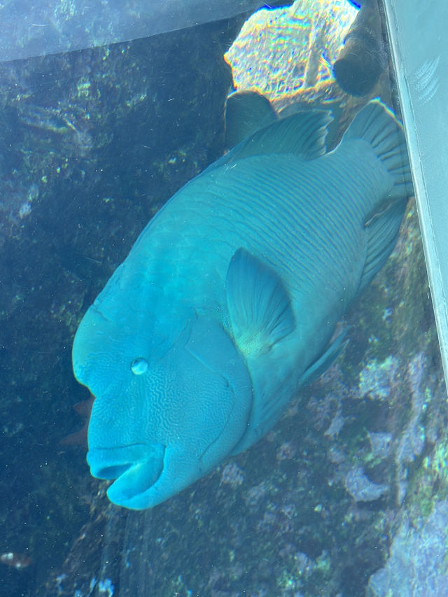 絕佳親子景點！美麗海水族館＋Emerald Beach 一日遊體驗分享