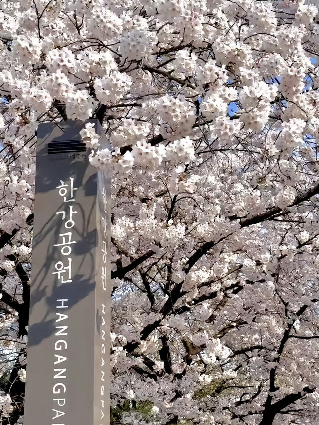 粉白櫻花與城市節奏共舞：首爾春日風景線🌸