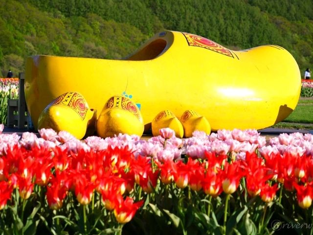 【北海道】70万本の色とりどりのチューリップ畑！「かみゆうべつチューリップフェア」