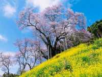 Akiyama’s Cherry Blossom Sweet Spot