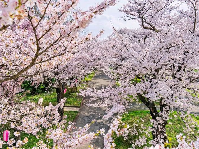 Cherry Blossom Tunnel Dreams