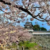 MAIZURU PARK | CHERRY BLOSSOMS AROUND FUKUOKA CASTLE RUINS 🌸🏯✨