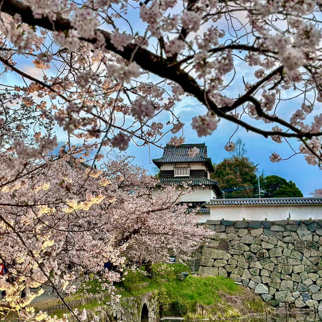 MAIZURU PARK | CHERRY BLOSSOMS AROUND FUKUOKA CASTLE RUINS 🌸🏯✨