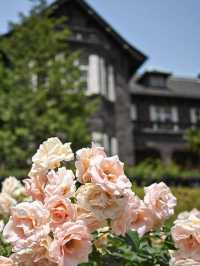 【東京/上中里】東京のバラの名所"旧古河庭園"