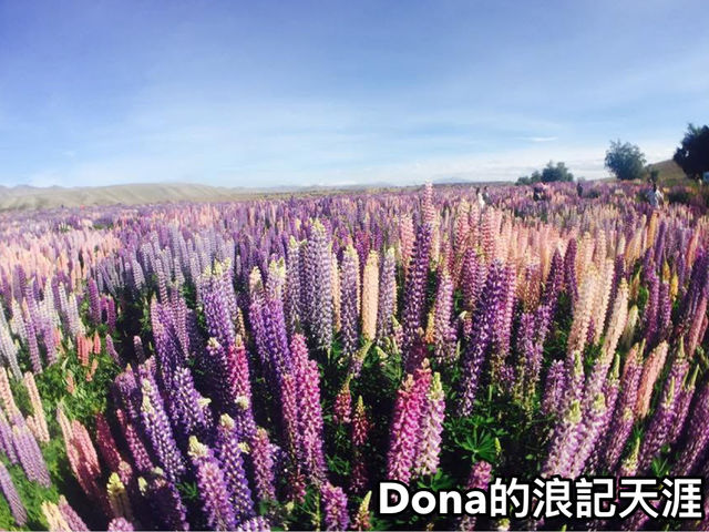 📍紐西蘭南島。蒂卡波湖｜有一種藍叫做蒂卡波藍