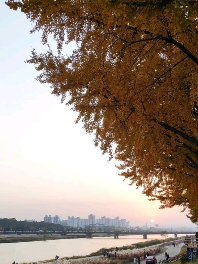 황금빛 융단을 걷다, 아산 곡교천 은행나무길