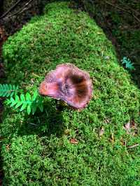 Pacific Spirit Regional Park – Vancouver’s Wild Coastal Forest