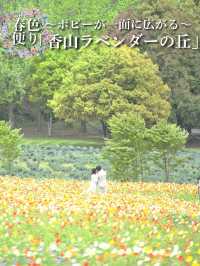 春風に揺れるポピー畑に酔いしれる🌺🌼※観光攻略情報付き