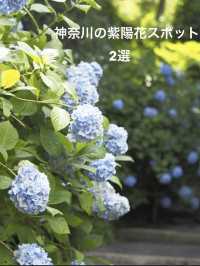 鎌倉　オススメ紫陽花スポット　2選