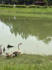 嘉義 北香湖公園 植物生態超豐富 還有兒童遊戲場可以放電！