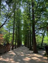 🍂 Escape to the Magic of Nami Island! 🌿🌙