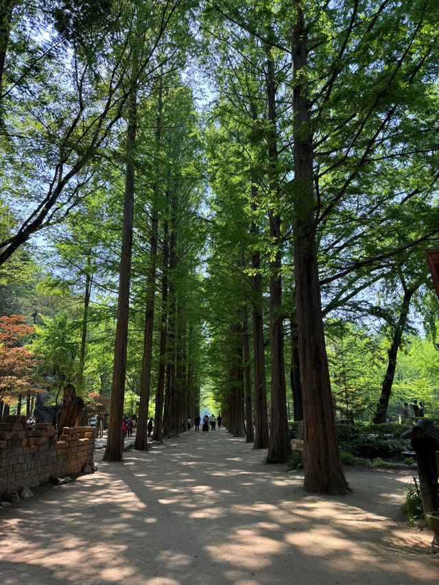 🍂 Escape to the Magic of Nami Island! 🌿🌙