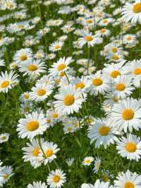 현시각 샤스타데이지가 제일 예쁜 카페지새울 🌼💛