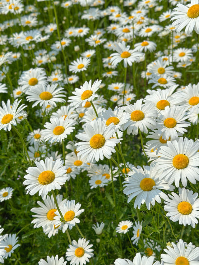 현시각 샤스타데이지가 제일 예쁜 카페지새울 🌼💛