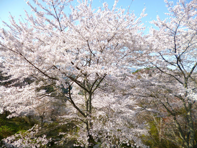 「日本さくら名所100選」にも選ばれている桜の名所