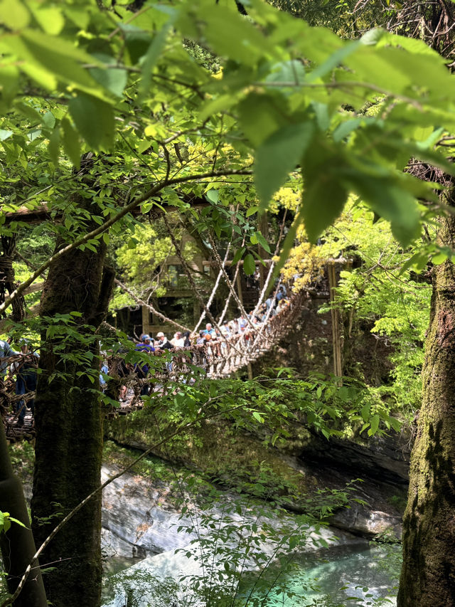 德島｜心跳加速產生戀愛錯覺的橋？ 日本三大奇橋祖谷藤蔓橋