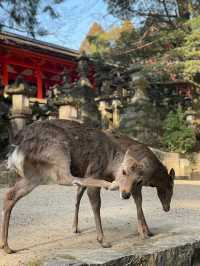奈良｜春日大社的神鹿與浪漫 細數旗下神秘的壺神神社、拍子神社