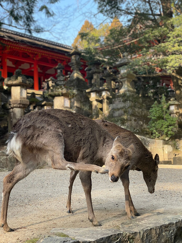 奈良｜春日大社的神鹿與浪漫 細數旗下神秘的壺神神社、拍子神社