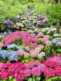 奈良 ❤︎圧巻の 「嵐の坂」💜🩵🩷もりもりの紫陽花♡ 
