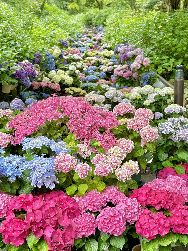 奈良 ❤︎圧巻の 「嵐の坂」💜🩵🩷もりもりの紫陽花♡ 