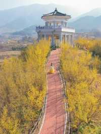 구례 산수유 마을에 노오란 산수유가 가득 피었습니다🌼