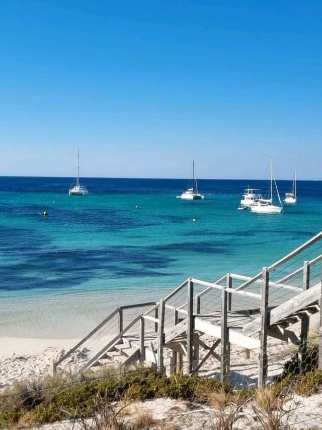 🏝️ Rottnest Island – Perth’s Tropical Paradise Just a Ferry Away! 🐾🌊☀️