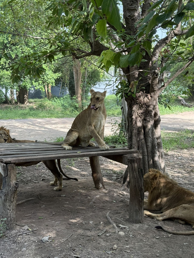 北碧府野生動物園