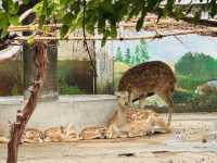 A Great Day at Shanghai Zoo
