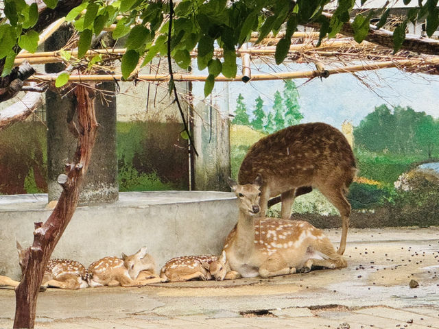 A Great Day at Shanghai Zoo