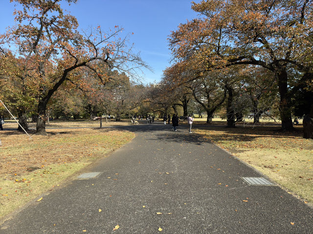 🌸 Serenity in the City: Morning Strolls & Scenic Sips at Shinjuku Gyoen 🌿