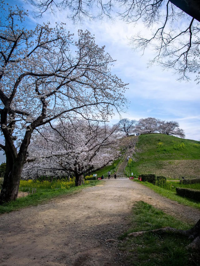 古代ロマンに浸る「さきたま古墳公園」で、歴史と自然を感じる旅