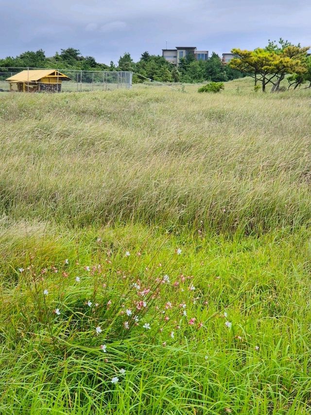 제주의햇살과 바람이 좋은 자연친화적 💚제주휘닉스아일랜드