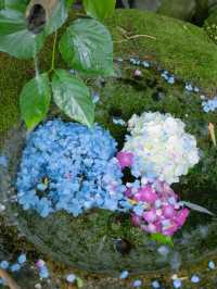 【福岡】圧巻の紫陽花を見たいならここ！