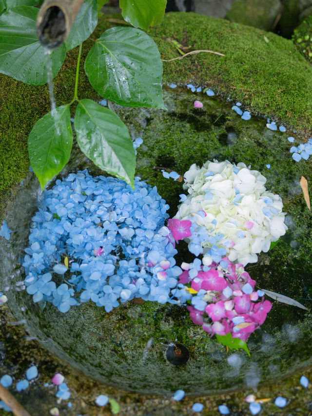 【福岡】圧巻の紫陽花を見たいならここ！