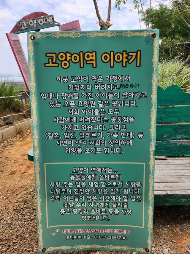 🧡💙영흥도 고양이와 고양이역