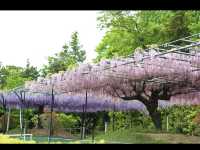 【異国の森で花と癒しの散歩🌿レッドヒル ヒーサーの森】