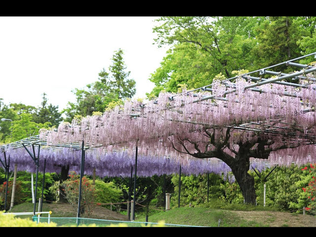 【異国の森で花と癒しの散歩🌿レッドヒル ヒーサーの森】