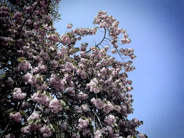 Tokyo Easter Itinerary