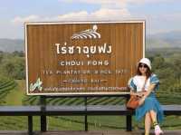 จิบชากินขนมที่ไร่ชาฉุยฟง