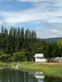 คาเฟ่เขาใหญ่ Bucolic Khaoyai 🌳🌲🍃🪵🧺🤎