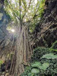 【太古の森で癒しの冒険】神秘の洞窟と森が広がる「ガンガラーの谷」