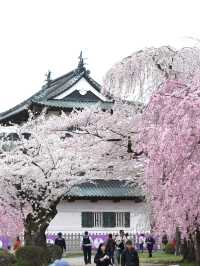  ปราสาทฮิโรซากิ 🌸 ปราสาทกลางซากุระแห่งโทโฮคุ