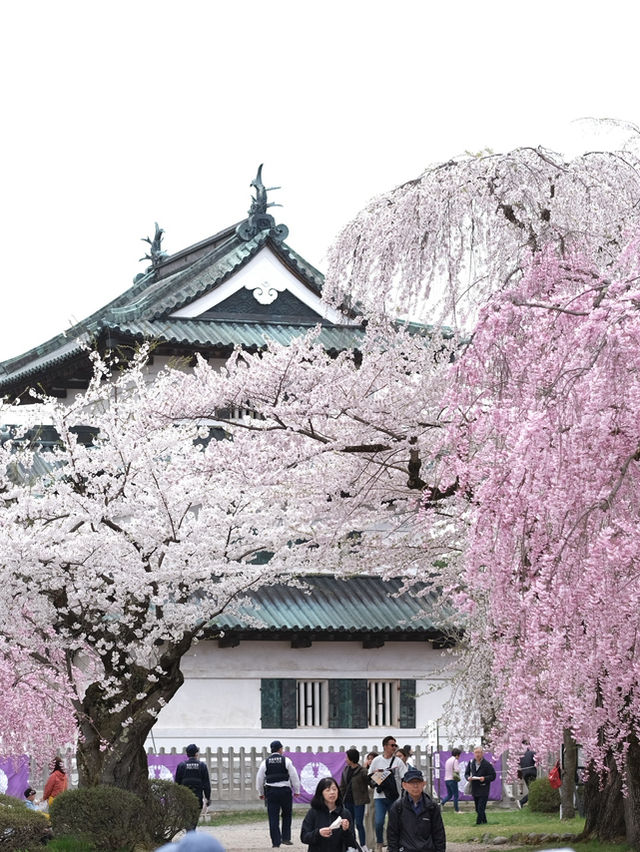  ปราสาทฮิโรซากิ 🌸 ปราสาทกลางซากุระแห่งโทโฮคุ