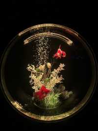 Art Aquarium Museum Ginza