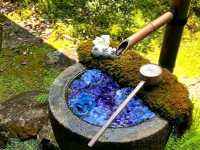 Blooming Wonders of Yanagidani Kannon