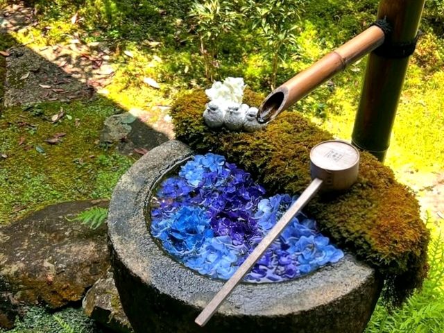 Blooming Wonders of Yanagidani Kannon
