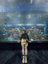 【如夢似幻的藍色奇遇】——走進DMM沖繩水族館，感受海洋的溫柔呼吸