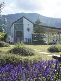 Chiang Mai on RM1.5K: 5 Days of Food & Flower Farm