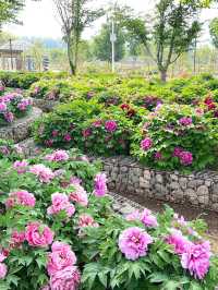 Yiyun Peony Garden 🍃 