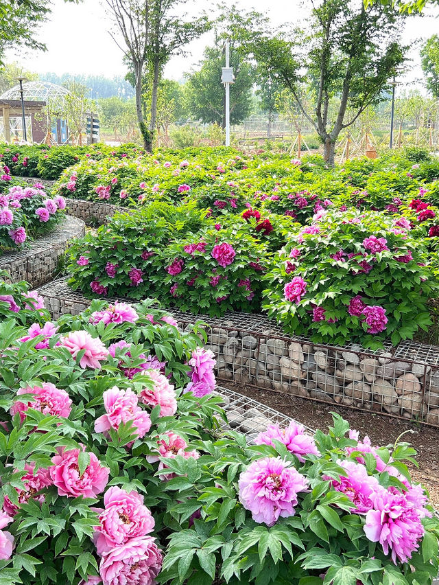 Yiyun Peony Garden 🍃 